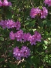 Large deciduous shrub with large purple funnel-shaped blooms