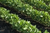rows of soybean plants in a field.