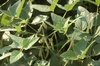 hairy pods hanging from plant with trifoliolate leaves