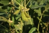 hairy pods hanging from plant with trifoliolate leaves