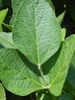 Single trifoliolate leaf