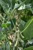 hairy pods hanging from plant with trifoliolate leaves