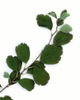 Spiraea x vanhouttei