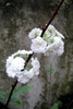 Spiraea x vanhouttei