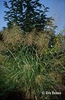 Sporobolis airoides