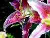 L. 'Star Gazer'- pink and white flowe
