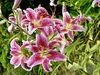 Lilium 'Star Gazer' flowers