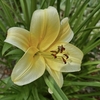 yellow funnel flowers with orange stamens