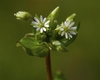 Stellaria media
