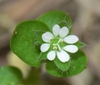 Stellaria media