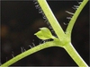 Stellaria media
