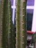 Stem