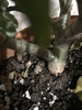 Stem