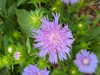 Flowers and buds June 2021 Cabarrus