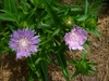 Stokesia laevis 'Stokesia Bluestone' in summer in Moore County