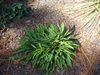 Stokesia laevis 'Stokesia Bluestone' in fall in Moore County