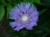 Stokesia laevis 'Stokesia Bluestone' in summer in Moore Co., NC