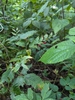 Wild form and berries