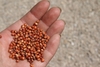 Hand holding seeds (grains).