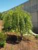 Betula nigra 'Summer Cascade' PP15,105 