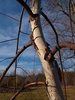 Betula nigra 'Summer Cascade' PP15,105 