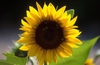 Helianthus annuus