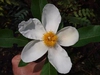 Large bloom