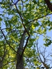 sweet gum brunswick park skdavidson