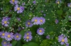 Symphyotrichum laeve 'Bluebird'