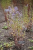 Symphyotrichum laeve 'Bluebird'
