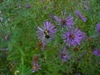 Fowers in the fall in Moore County