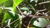 Leafy shoots bearing elongate, truncate purplish berries.