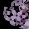 Four petaled lilac lowers