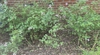 Syringa pubescens subsp. patula