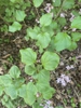 Syringa pubescens subsp. patula