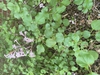 Syringa pubescens subsp. patula