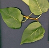 Syringa vulgaris