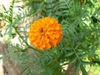 Tagetes spp.
