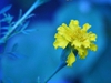 Tagetes spp.