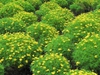 Tagetes spp.