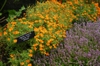 Tagetes tenuifolia 'Orange Gem' planted with thyme.