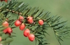 Taxus spp.