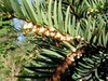 Taxus spp.