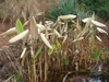 Thalia dealbata in winter in Moore County