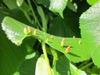 Tilia cordata