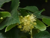 Tilia cordata