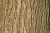 Bark
