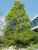 Mature tree