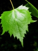 Leaf