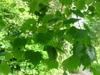 Branch